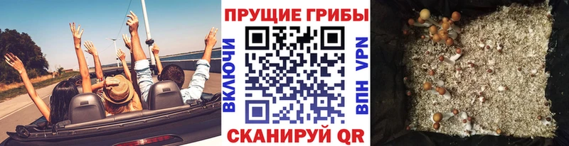 Псилоцибиновые грибы Psilocybe Петрозаводск